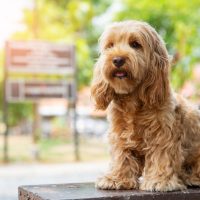 hairy cockapoo puppy