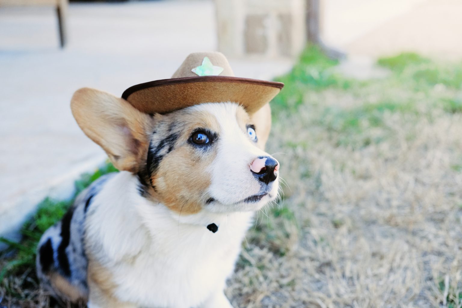 a-quick-guide-to-cowboy-corgis-your-questions-answered