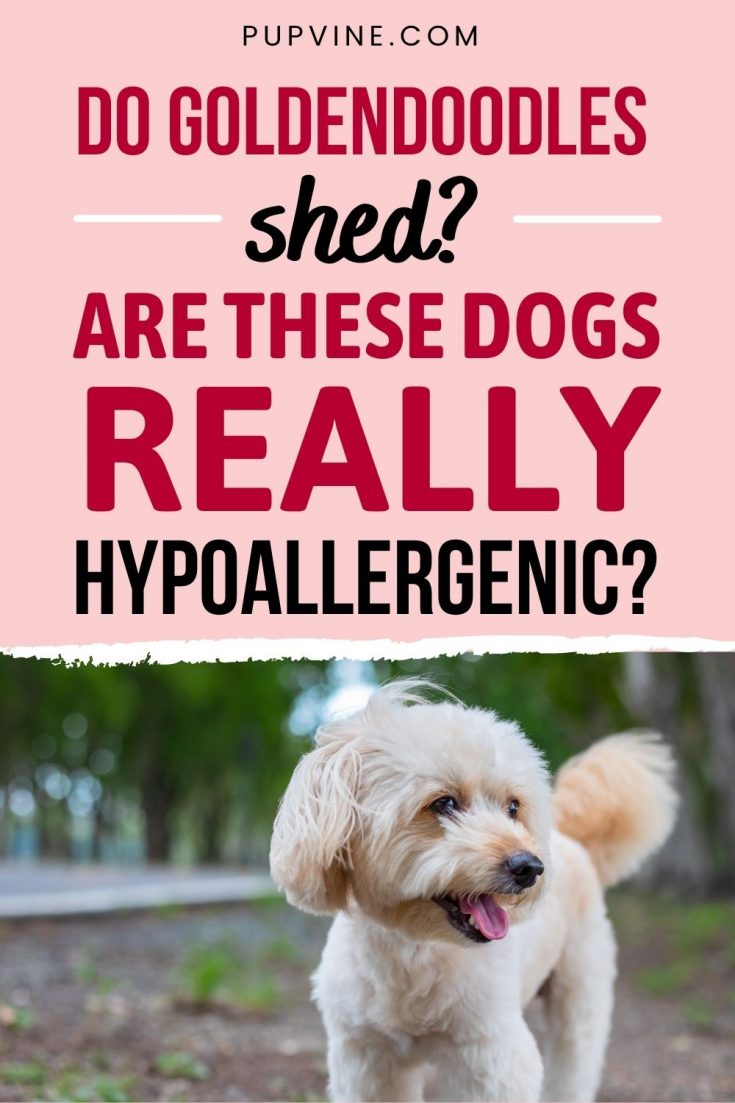 Do Goldendoodles Shed? An Honest Guide To Doodle Shedding