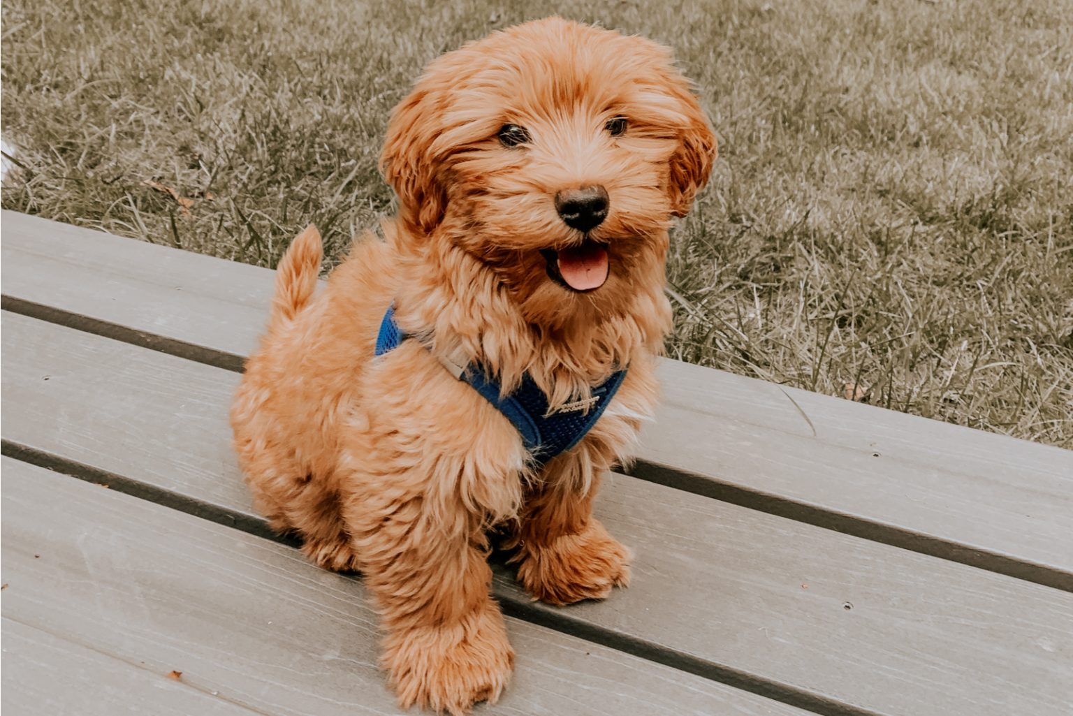 Do Goldendoodles Shed? An Honest Guide To Doodle Shedding