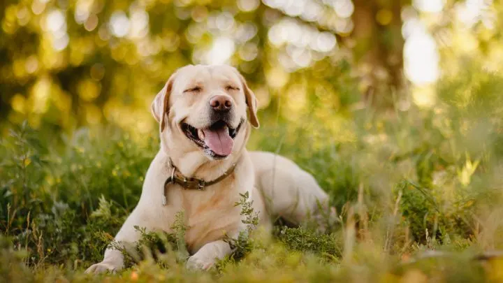 are chocolate labradors hypoallergenic