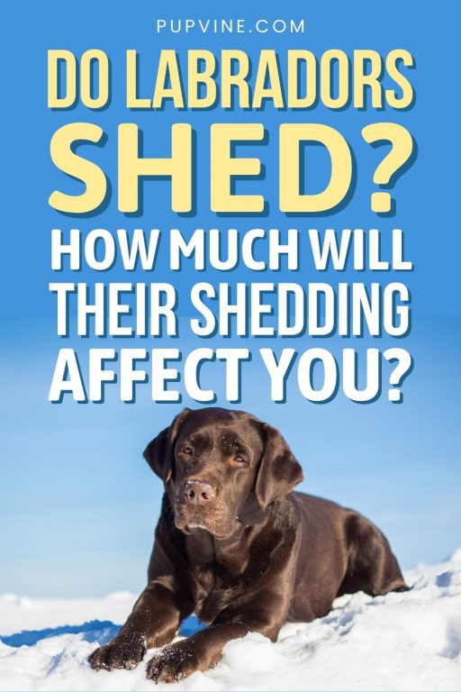 Do Labradors Shed? A Complete Guide To Labrador Shedding