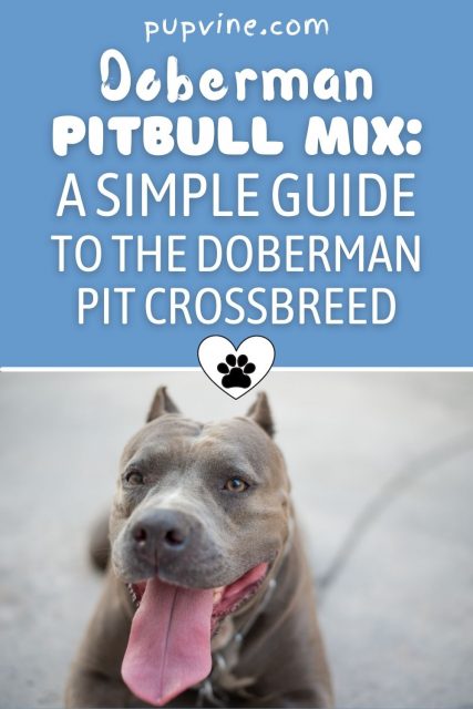 doberman pitbull mix: a simple guide to the doberman pit