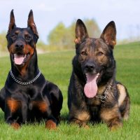 Doberman and German-Shepherd lie on the grass