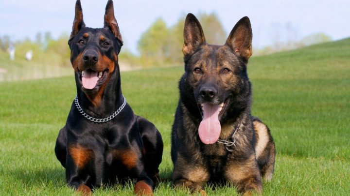 Doberman vs. German Shepherd: Which One Is The Best Pet?