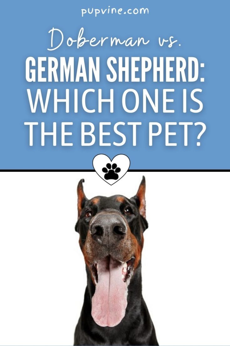 Doberman vs. German Shepherd: Which One Is The Best Pet?