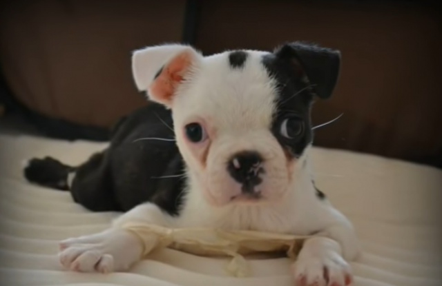 A Miracle Pup: A Dog Born With “Swimmer Puppy Syndrome” Learns How To Walk