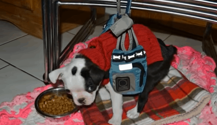 Dog Born With “Swimmer Puppy Syndrome” 3