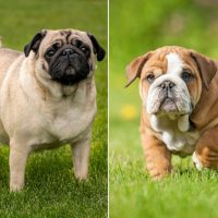 English Bulldog Pug Mix