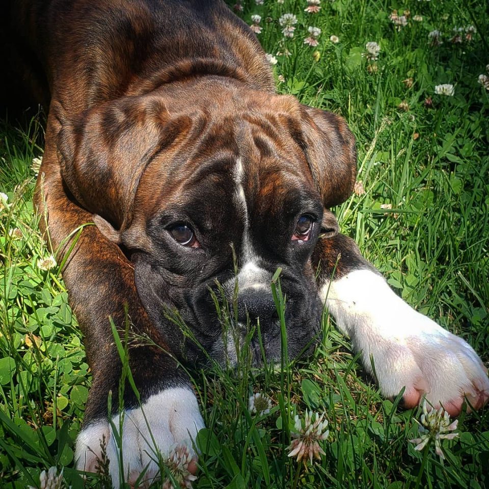 European Boxers - Are They Different Than American Boxers?