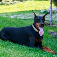 an adult doberman lies on the grass