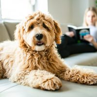 labradoodle lies on the sofa