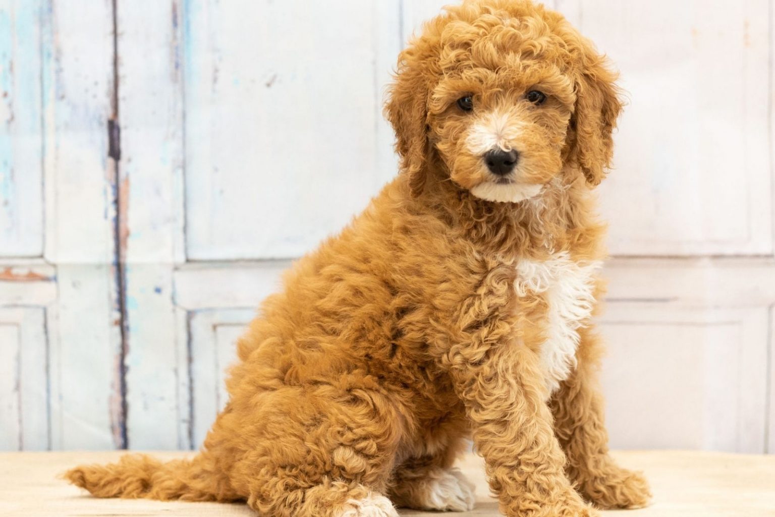 F1 Mini Goldendoodle All About This Adorable Dog