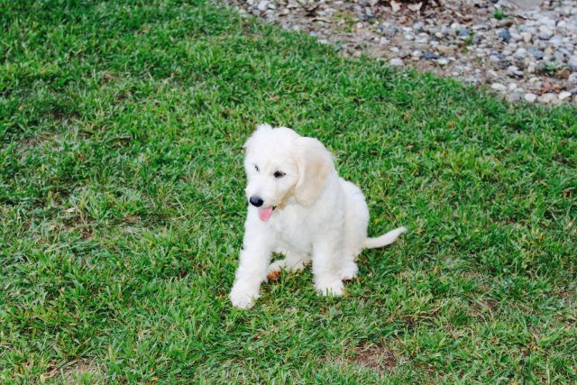 All About F1 Mini Goldendoodles The Differences In Generations