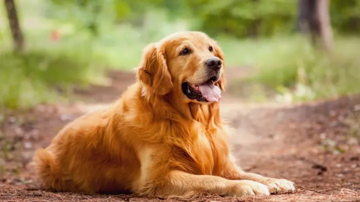 what should a golden retriever weigh