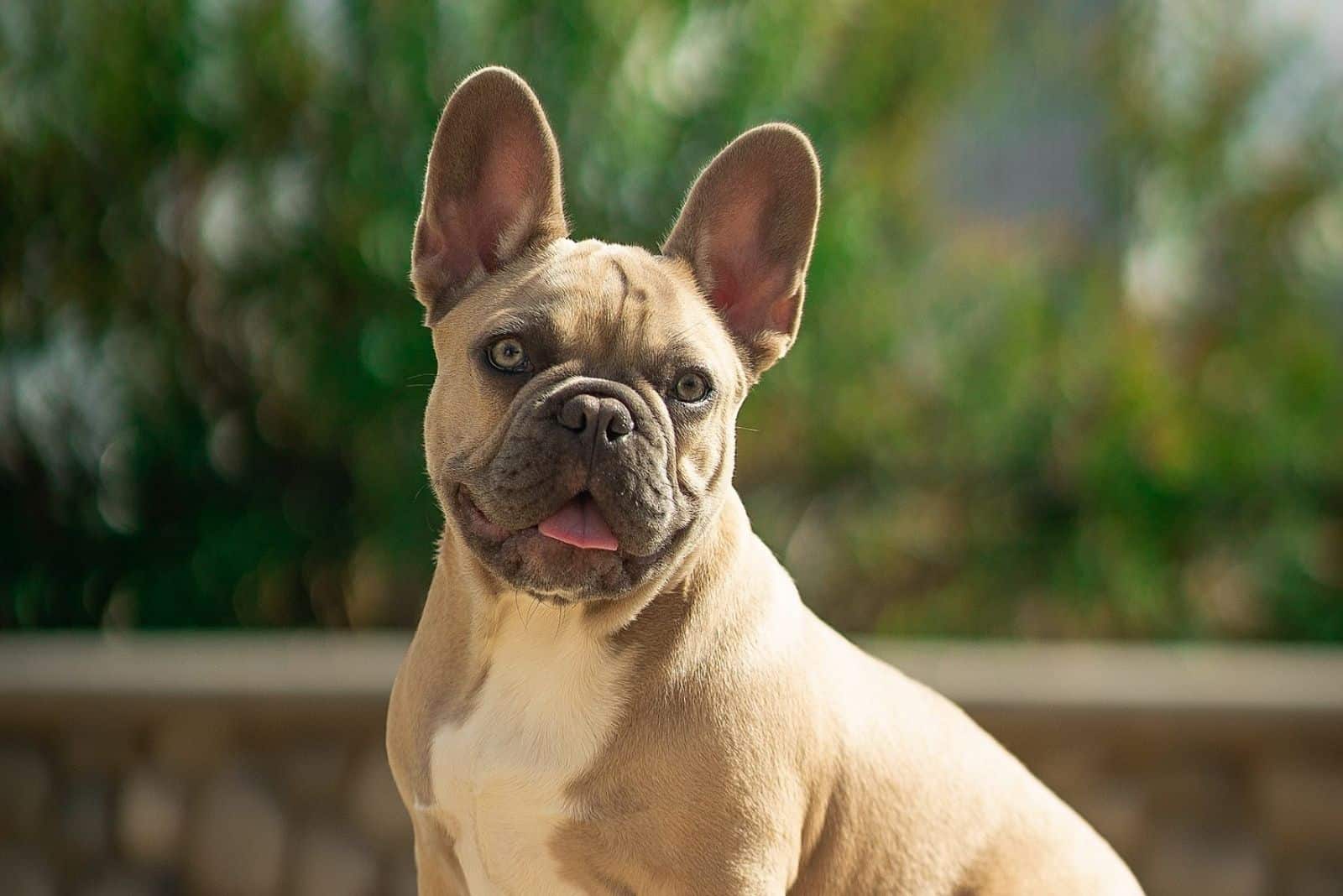 Amazing Pitbull Mixed With French Bulldog The ultimate guide | bulldogs