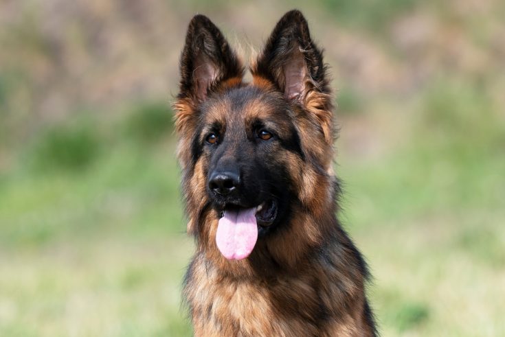 The German Shepherd Mastiff Mix: All On This Amazing Giant