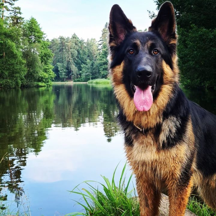 50+ German Shepherd Quotes: Dog Quotes You Forgot You Knew