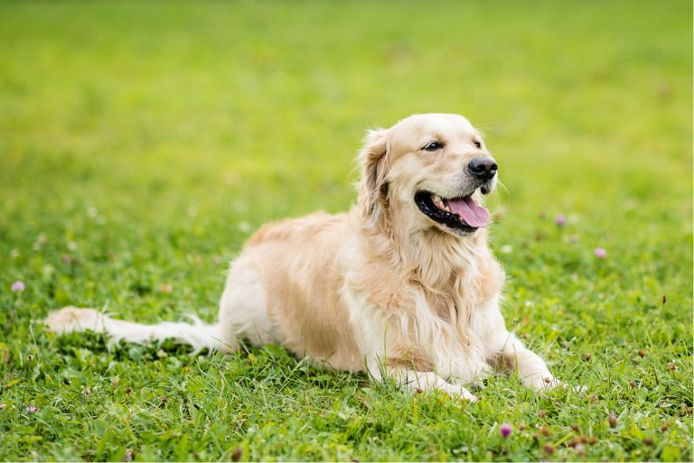 Are Golden Retrievers Hypoallergenic Dogs?