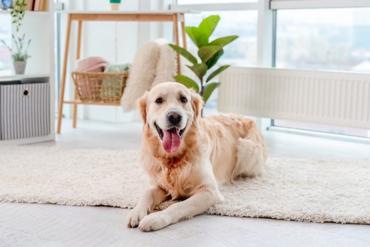 Are Golden Retrievers Hypoallergenic Dogs?