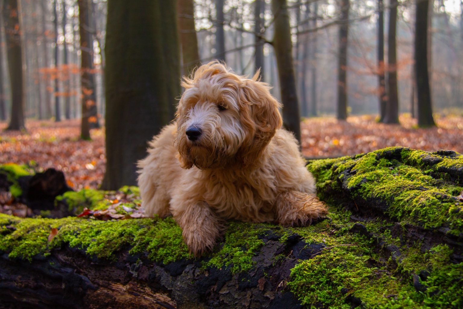 F3 Goldendoodle – Discover Goldendoodle Generations