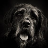 a portrait of a dog in the dark