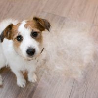 jack russell shedding