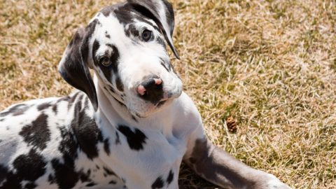 Corgi Great Dane Mix: Is This Hybrid A Good Choice For You?