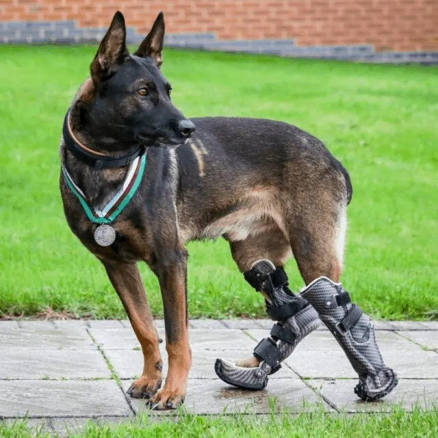 Hero Dog