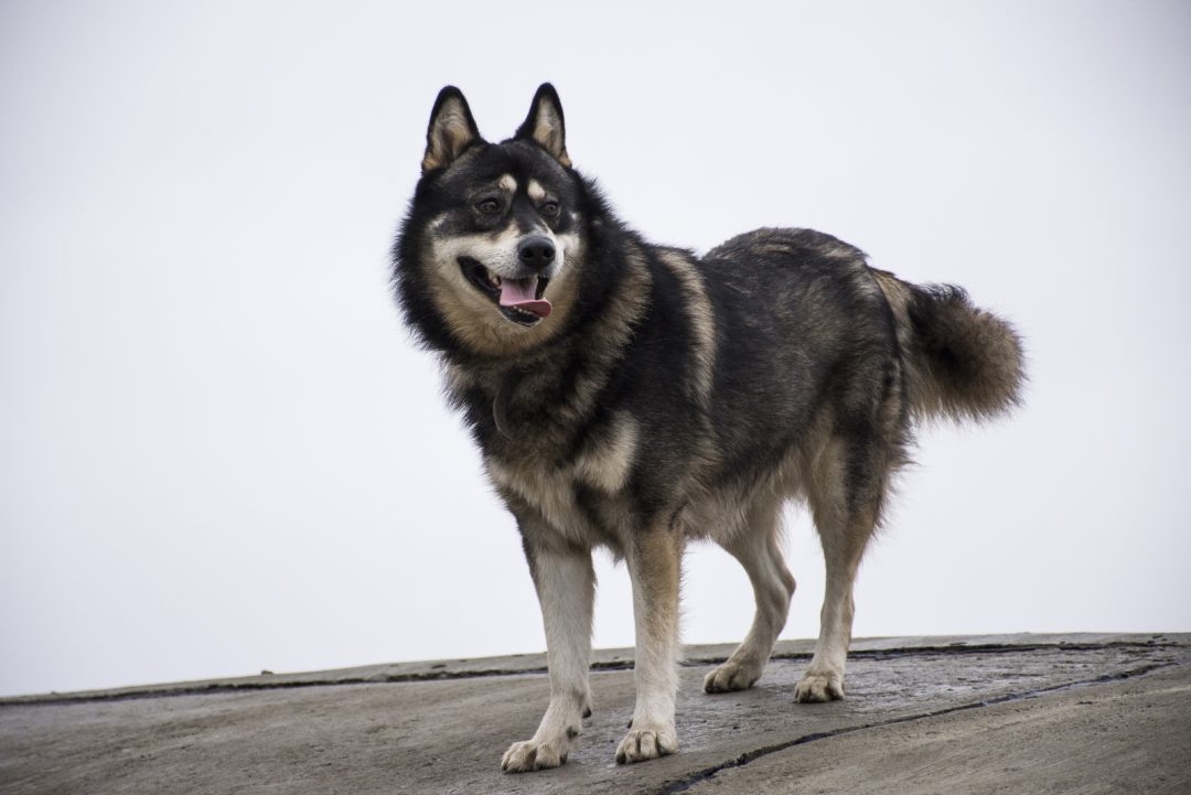 The German Shepherd Husky Mix: A Cool Dog With A Cool Name