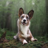 beautiful and happy merle corgi lying in the woods