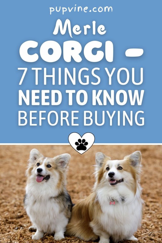 Merle Corgi – 7 Things You Need To Know Before Buying