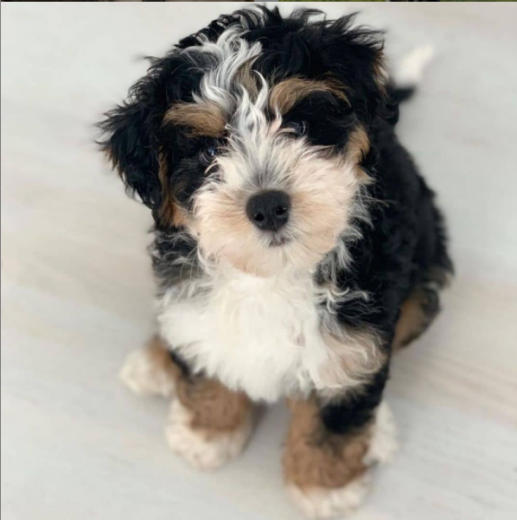 Mini Bernedoodle - Revealing The Facts And Busting The Myths