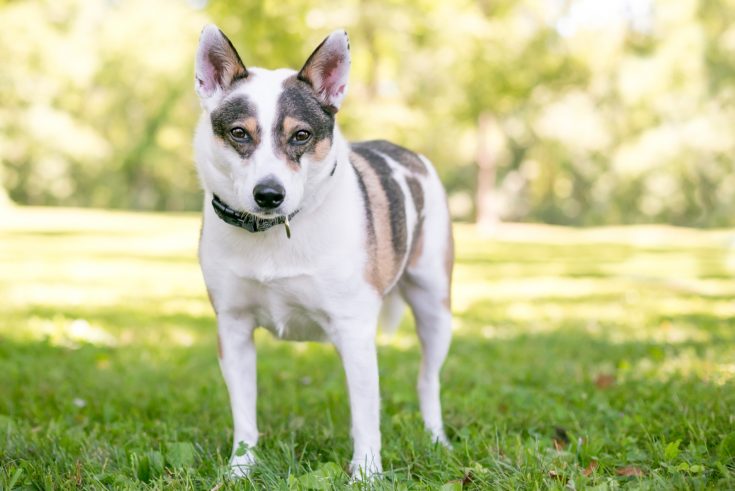 Mini Blue Heeler: A Dog You Don't See Every Day