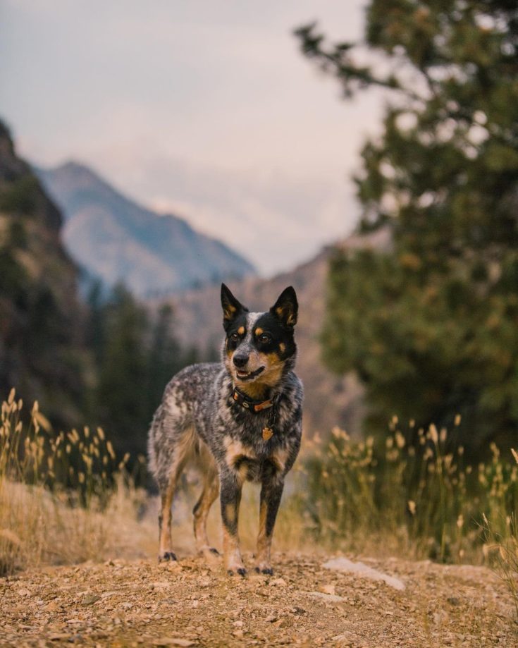 Mini Blue Heeler: A Dog You Don't See Every Day