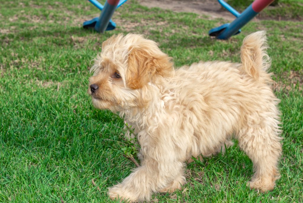 Mini Goldendoodle: What You Need To Know Before Buying