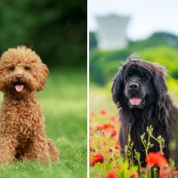 newfoundland dog and poodle