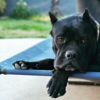 black north american mastiff