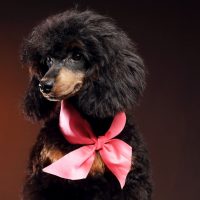 phantom poodle in a dark room with pink ribbon