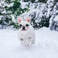 white piebald french bulldog outdoors in snowy day