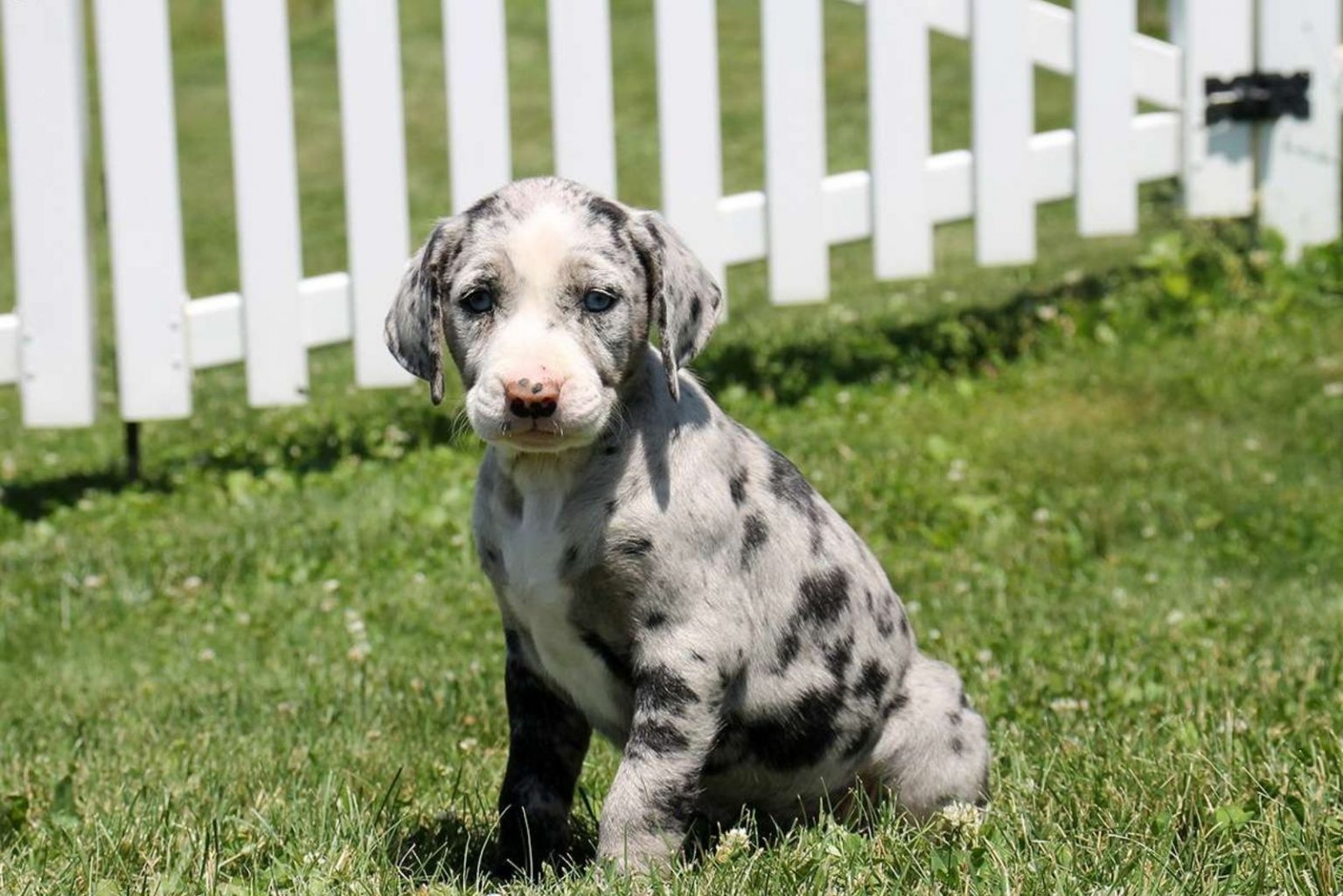 The Catahoula Pit Mix: A Mix You Never Heard Of Before