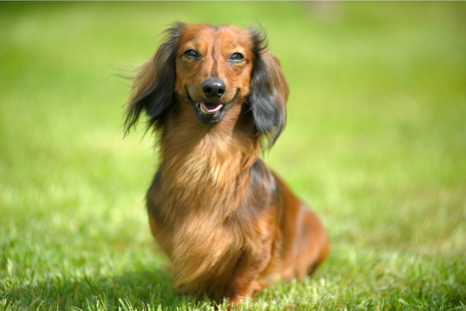 Are Dachshunds Hypoallergenic? Doxie Dogs And Allergies