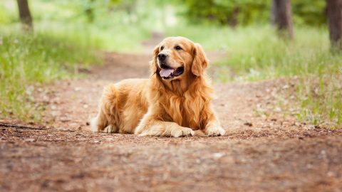 Show Golden Retriever Vs. Field Golden Retriever – Understand The ...