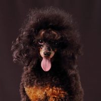 standard phantom poodle sticking out its togue while sitting