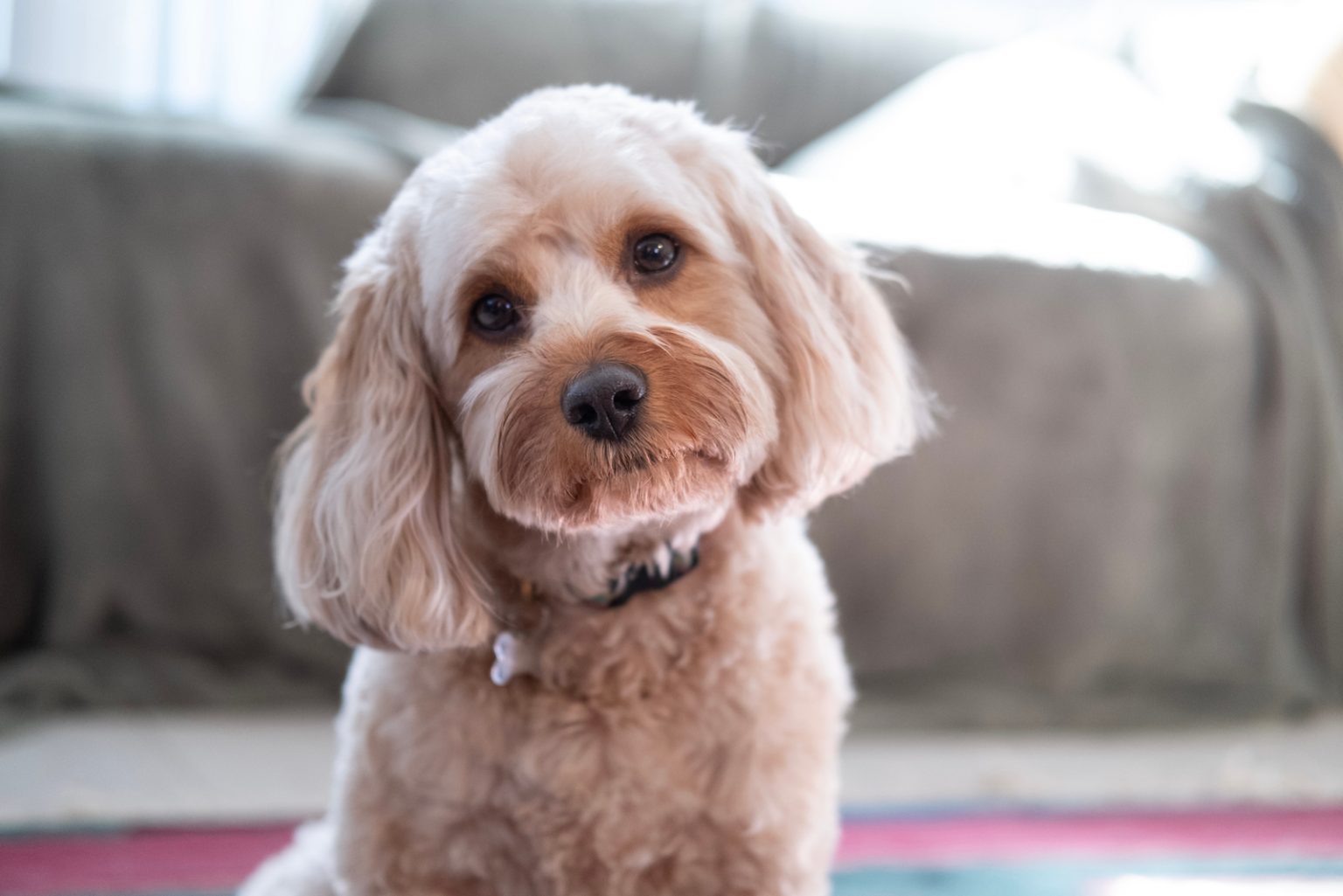 Do Cavapoos Shed? All Important Info On These Dogs' Coats