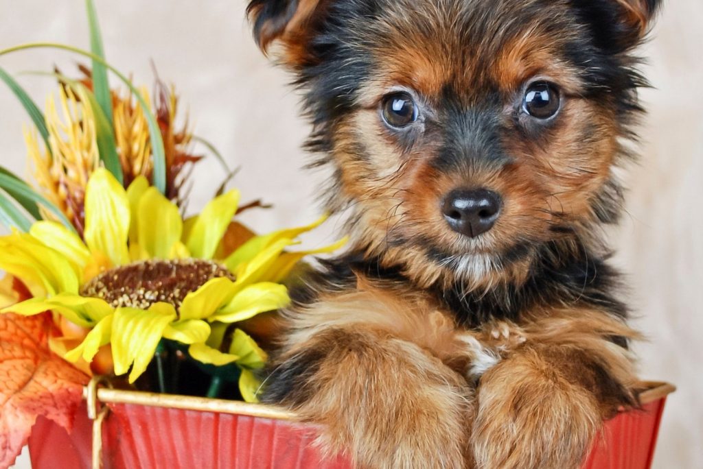 Teacup Yorkie: Meet The World's Smallest Dog