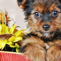 teacup yorkie inside a basket with flowers