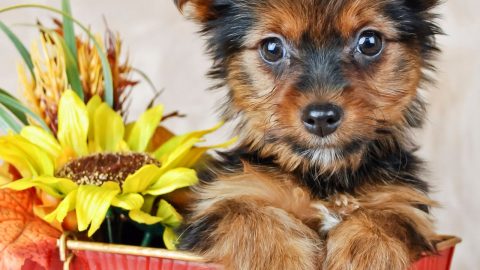 Teacup Yorkie: Meet The World's Smallest Dog