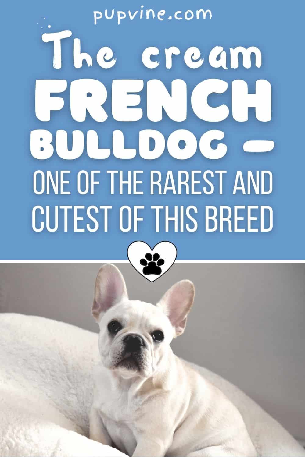 The Cream French Bulldog – One Of The Rarest And Cutest Of This Breed
