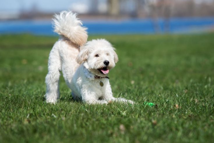 English Cream Goldendoodle: Here's What You Need To Know